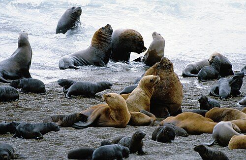 Sea lions on the shores of Patagonia