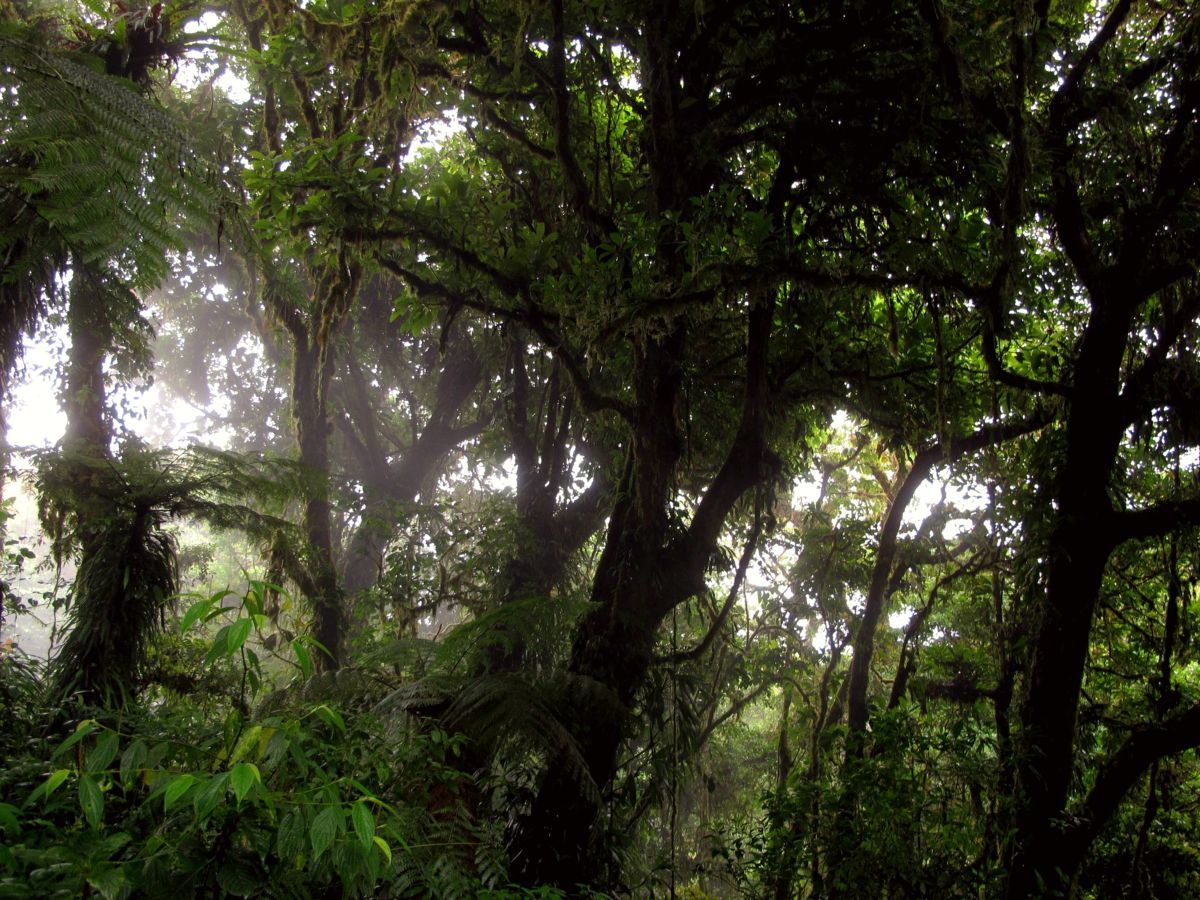 Monteverde Cloud Forest Reserve