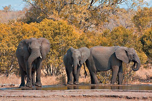 Elephant family at an artificial waterhole in the Kruger National Park, in Mpumalanga