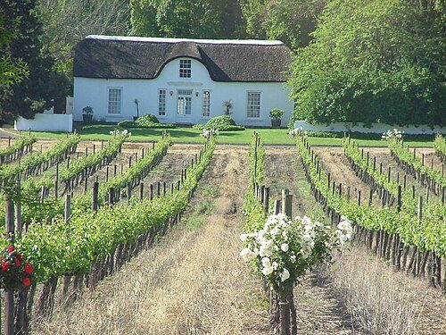 A vineyard in Franschhoek, Western Cape