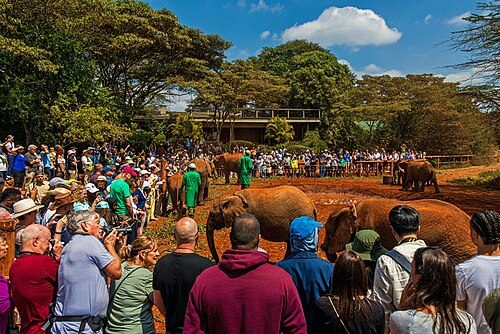 Tourists viewing orphaned elephants being raised for return to the wild at the David Sheldrick Wildlife Trust in Nairobi