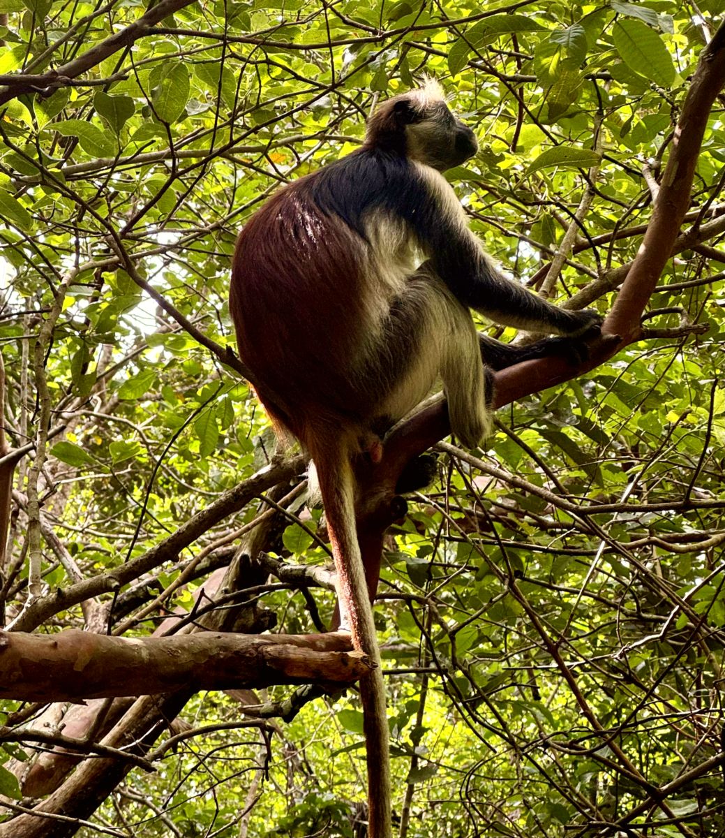 Jozani Chwaka Bay National Park