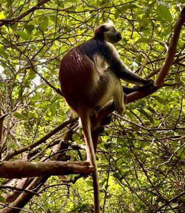 Jozani Chwaka Bay National Park
