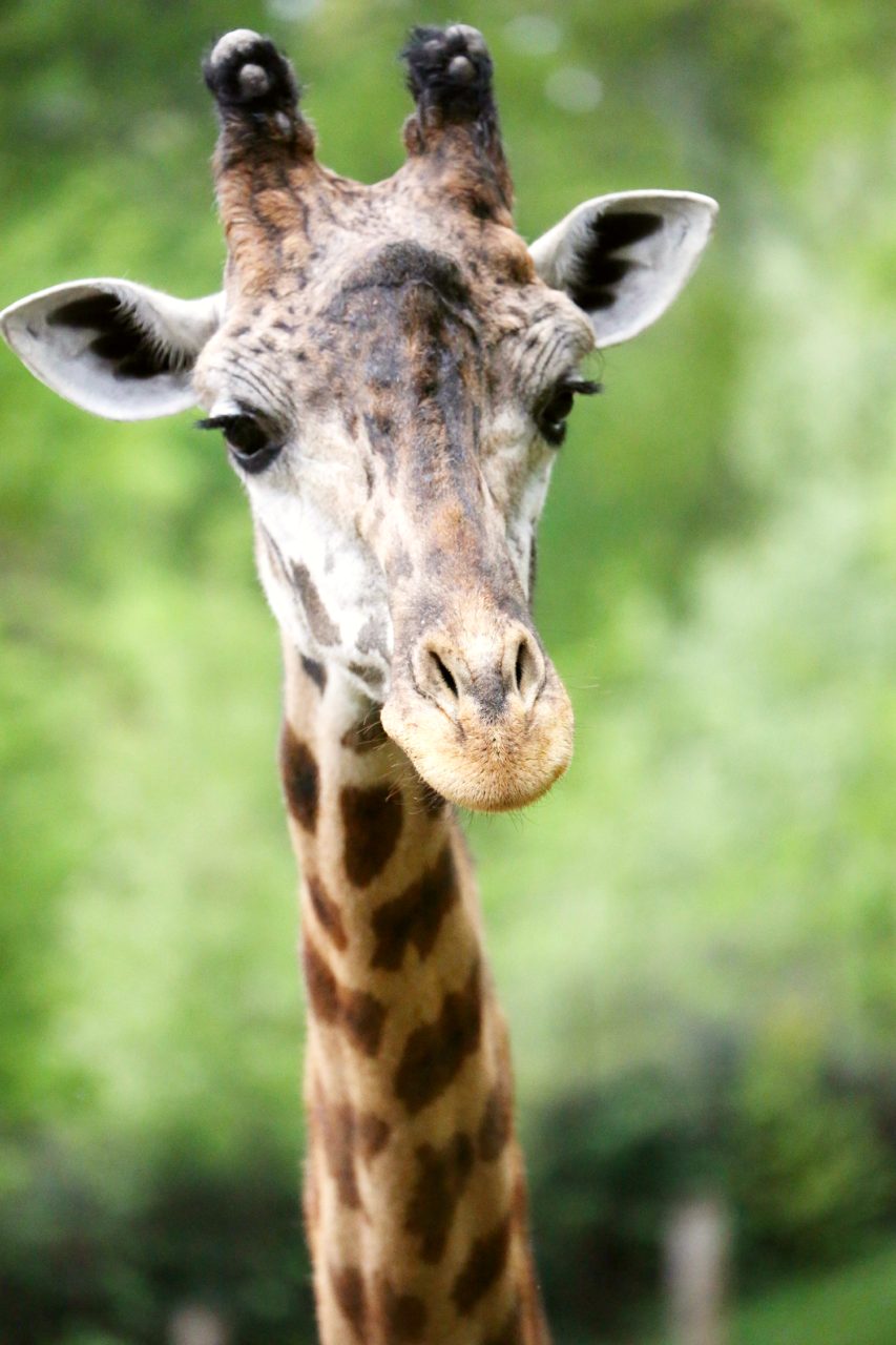 Greenville Zoo
