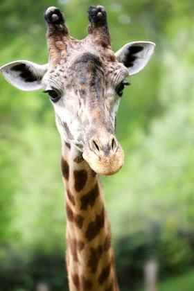 Greenville Zoo
