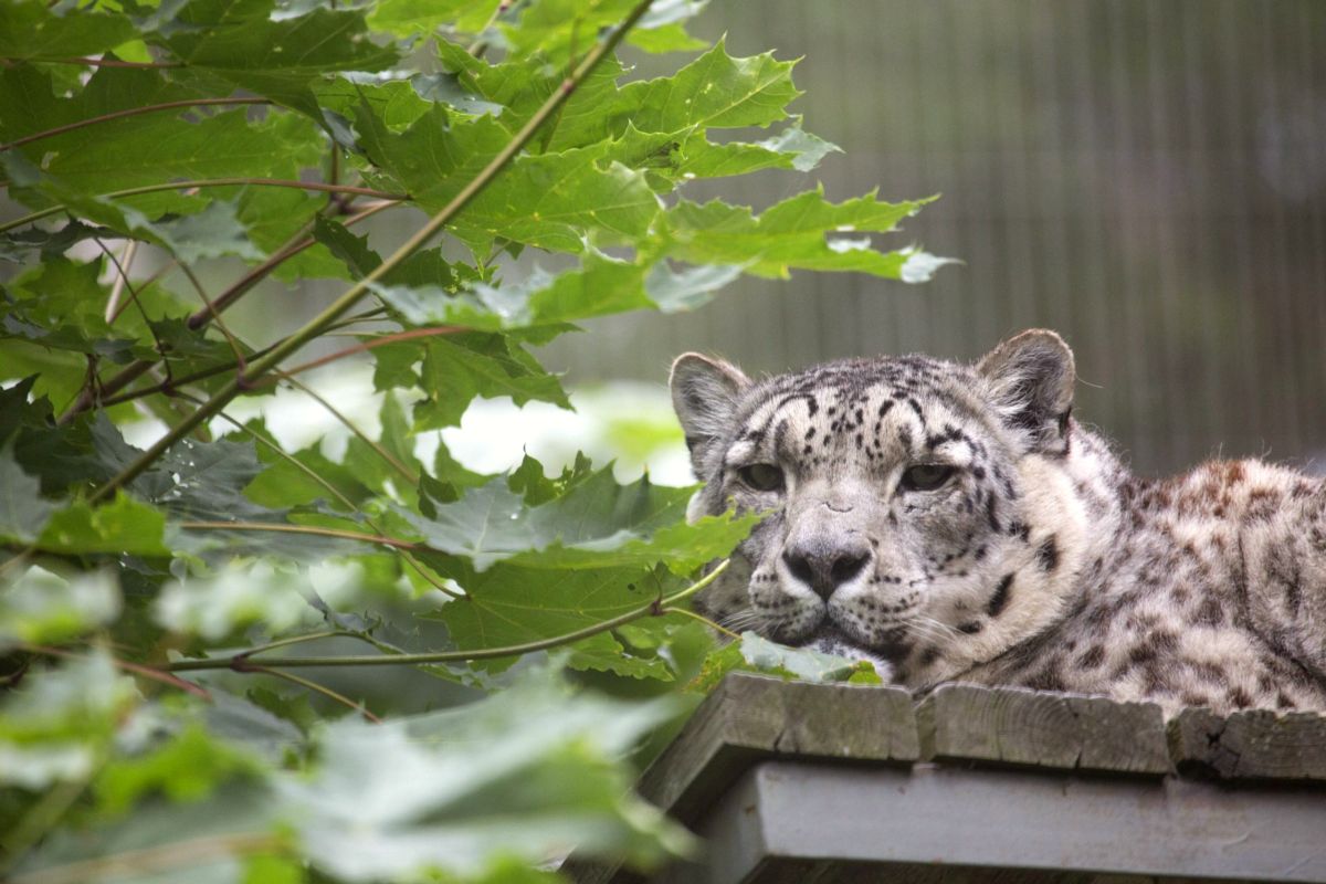 Helsinki Zoo