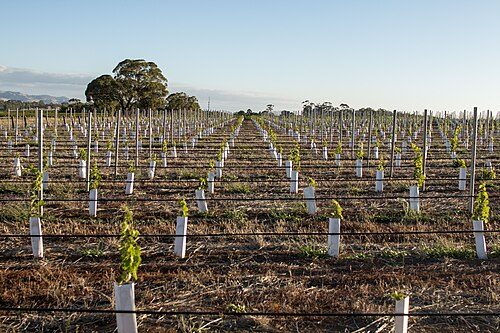 Wine vineyards on the Barossa Valley, South Australia, showcasing the country's relevance and popularity in viticulture and agriculture