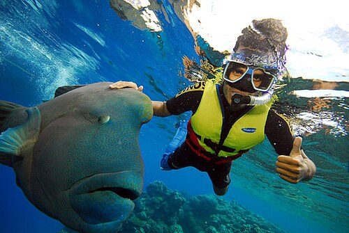 Snorkelling on the Great Barrier Reef, 2011
