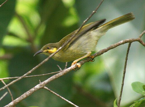 Wattled honeyeater in Tonga