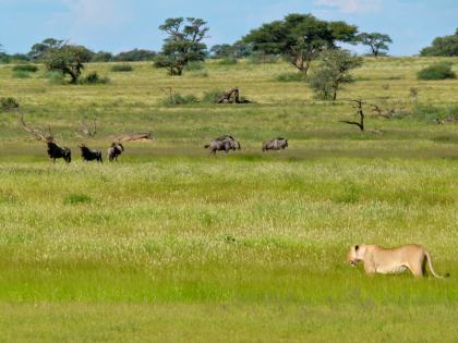 Kgalagadi Transfrontier Park