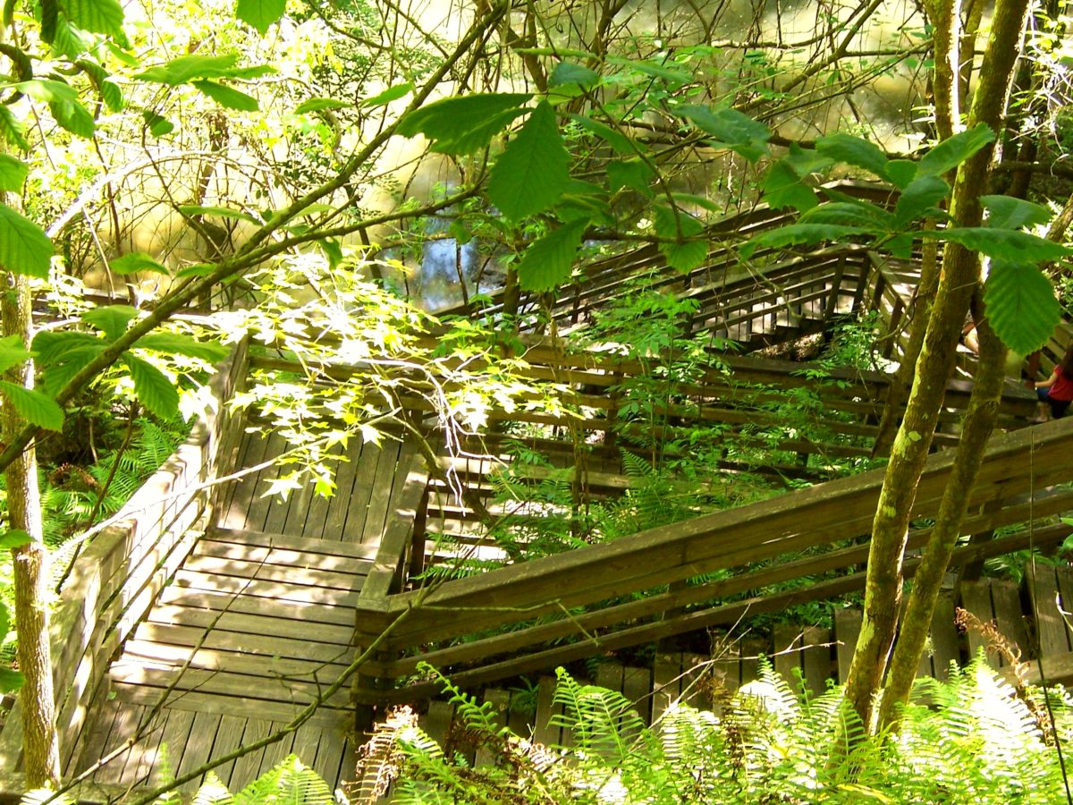 Devil's Millhopper Geological State Park