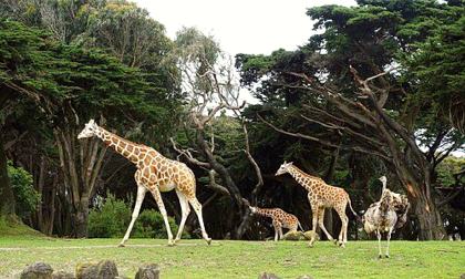 San Francisco Zoo