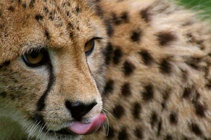 Fota Wildlife Park