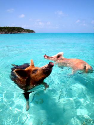 Pig Beach