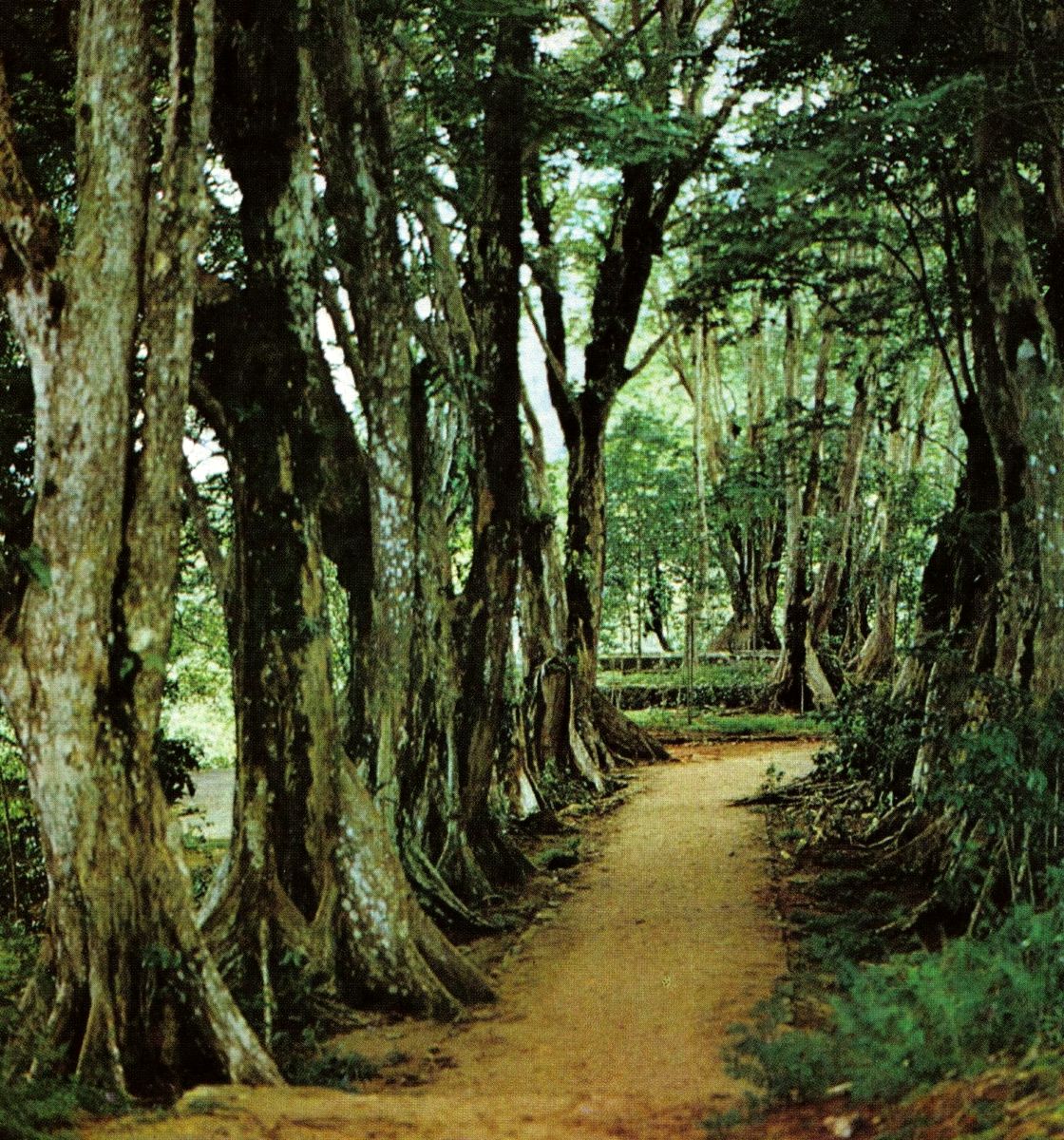 Morne Seychellois National Park