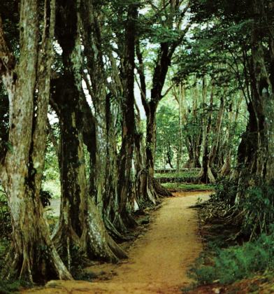 Morne Seychellois National Park
