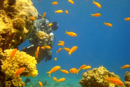 Coral Beach Nature Reserve