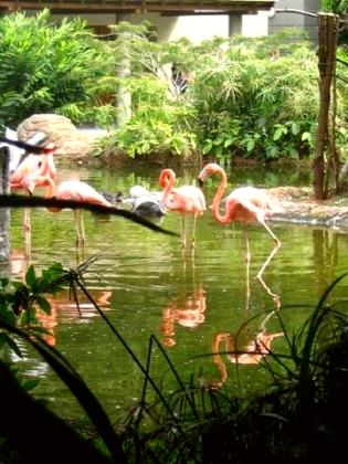 Cali Zoo