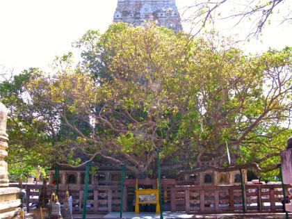 Sri Maha Bodhi