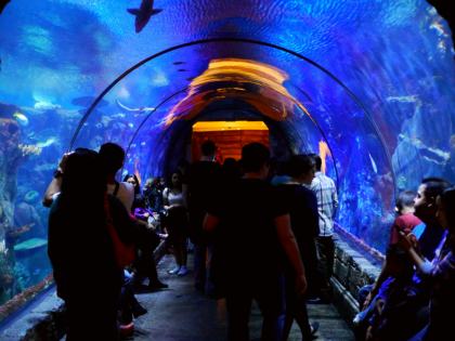 Shark Reef Aquarium