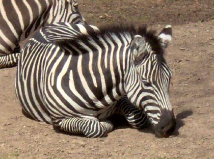 Fort Worth Zoo