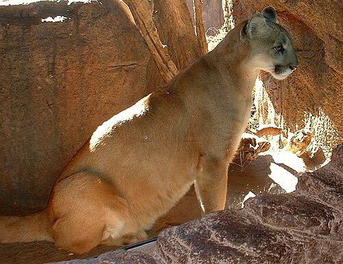 Arizona-Sonora Desert Museum