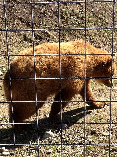 BC Wildlife Park