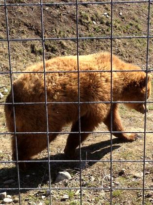 BC Wildlife Park