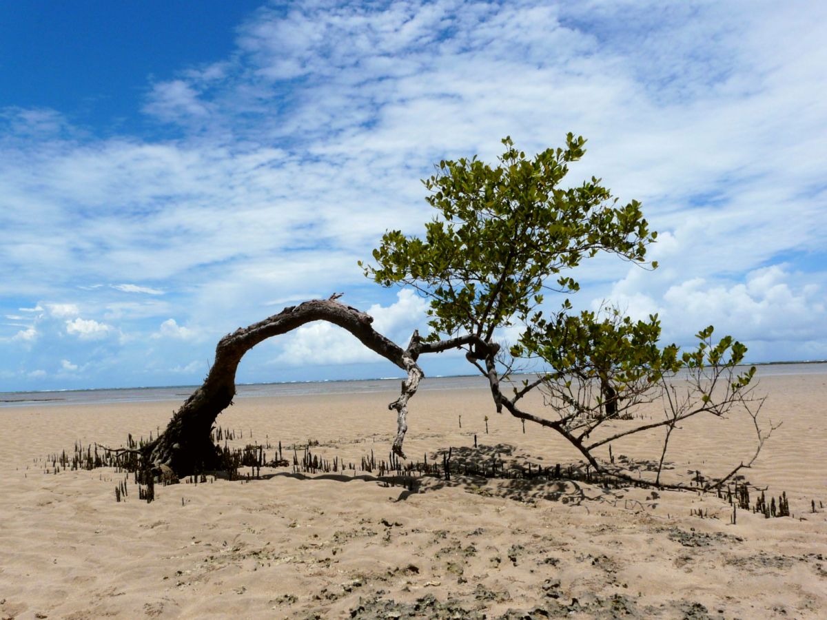 Ilha de Boipeba