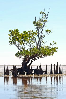 Mangroves