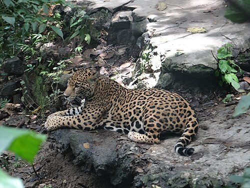 Zoológico Miguel Álvarez del Toro