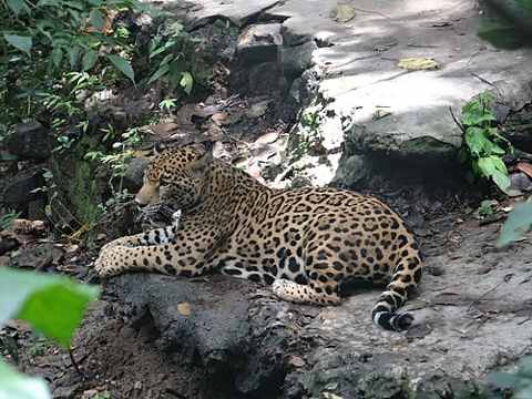 Zoológico Miguel Álvarez del Toro