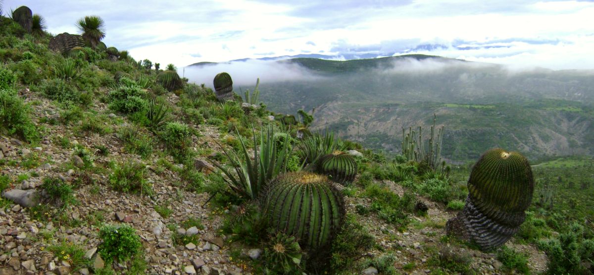 Tehuacán-Cuicatlán Biosphere Reserve