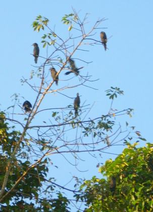 Kumarakom Bird Sanctuary
