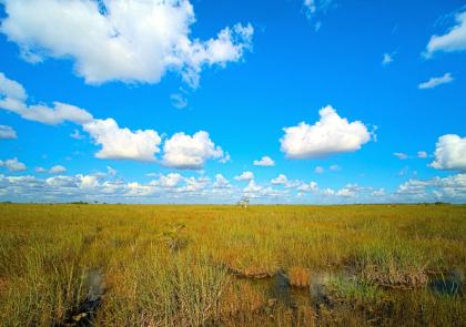 Everglades