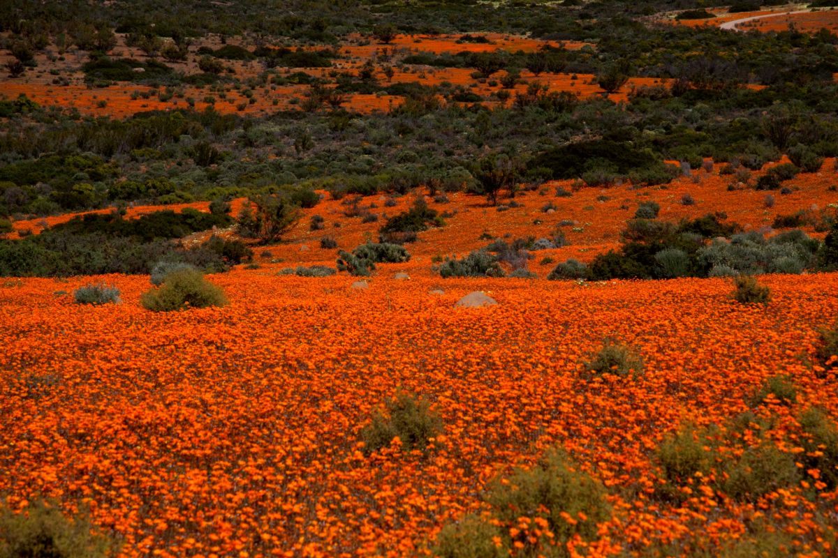 Namaqua National Park