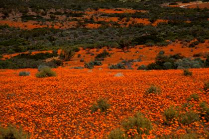 Namaqua National Park
