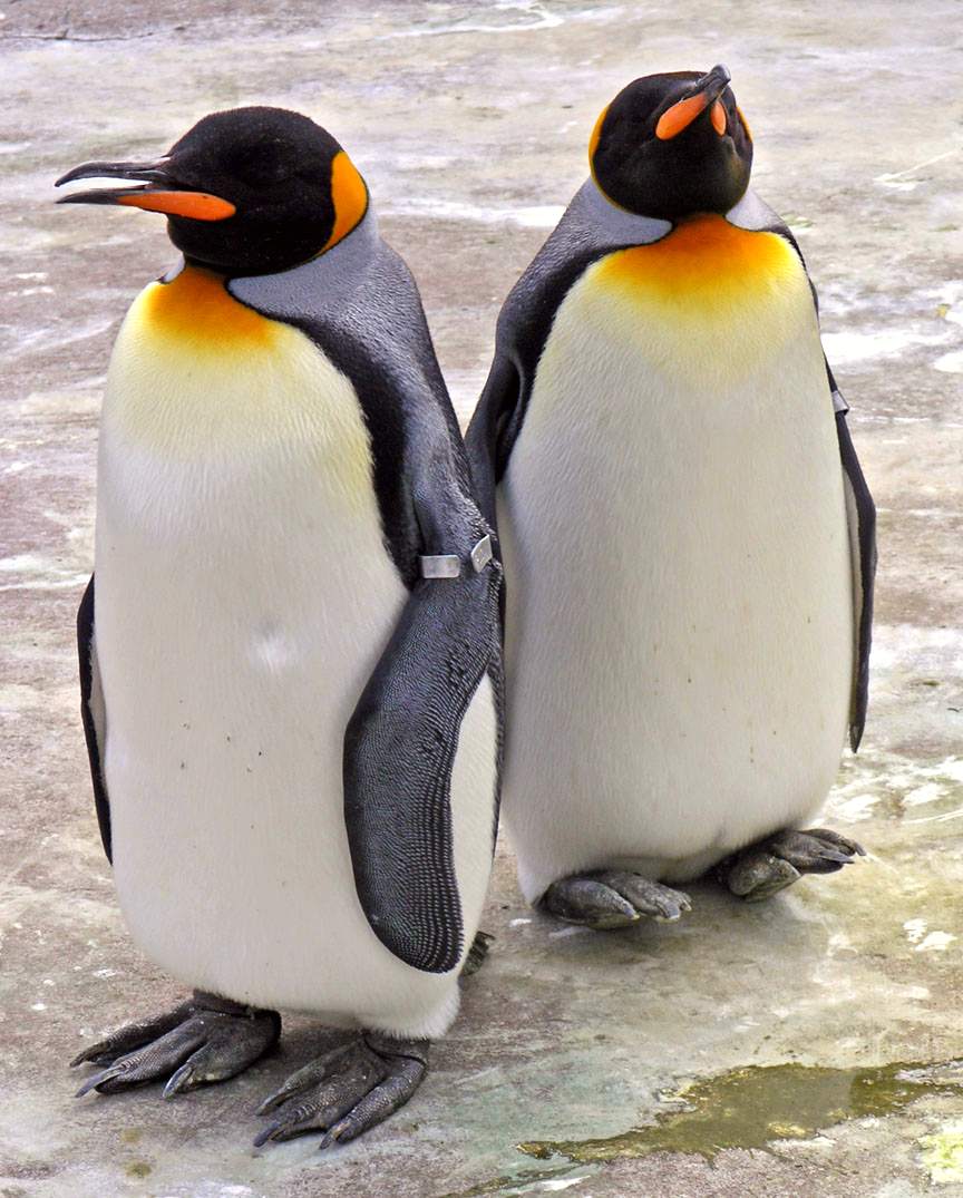 Edinburgh Zoo
