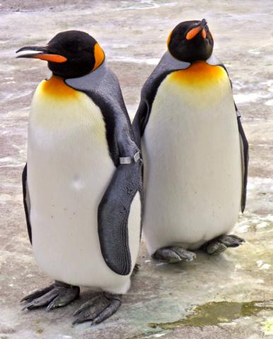 Edinburgh Zoo