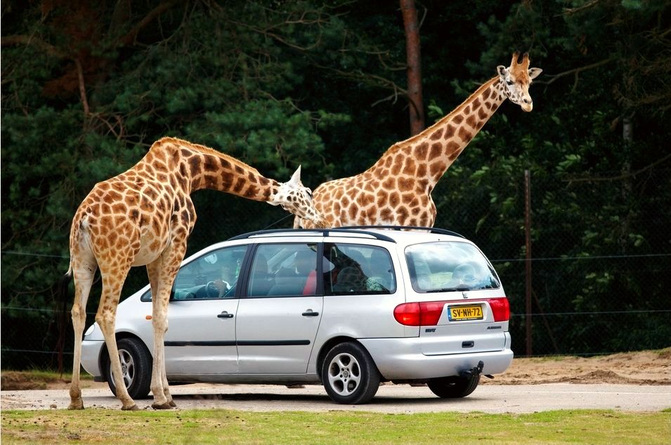 Safari Park