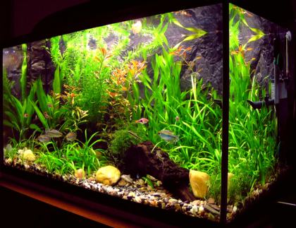 Aquarium