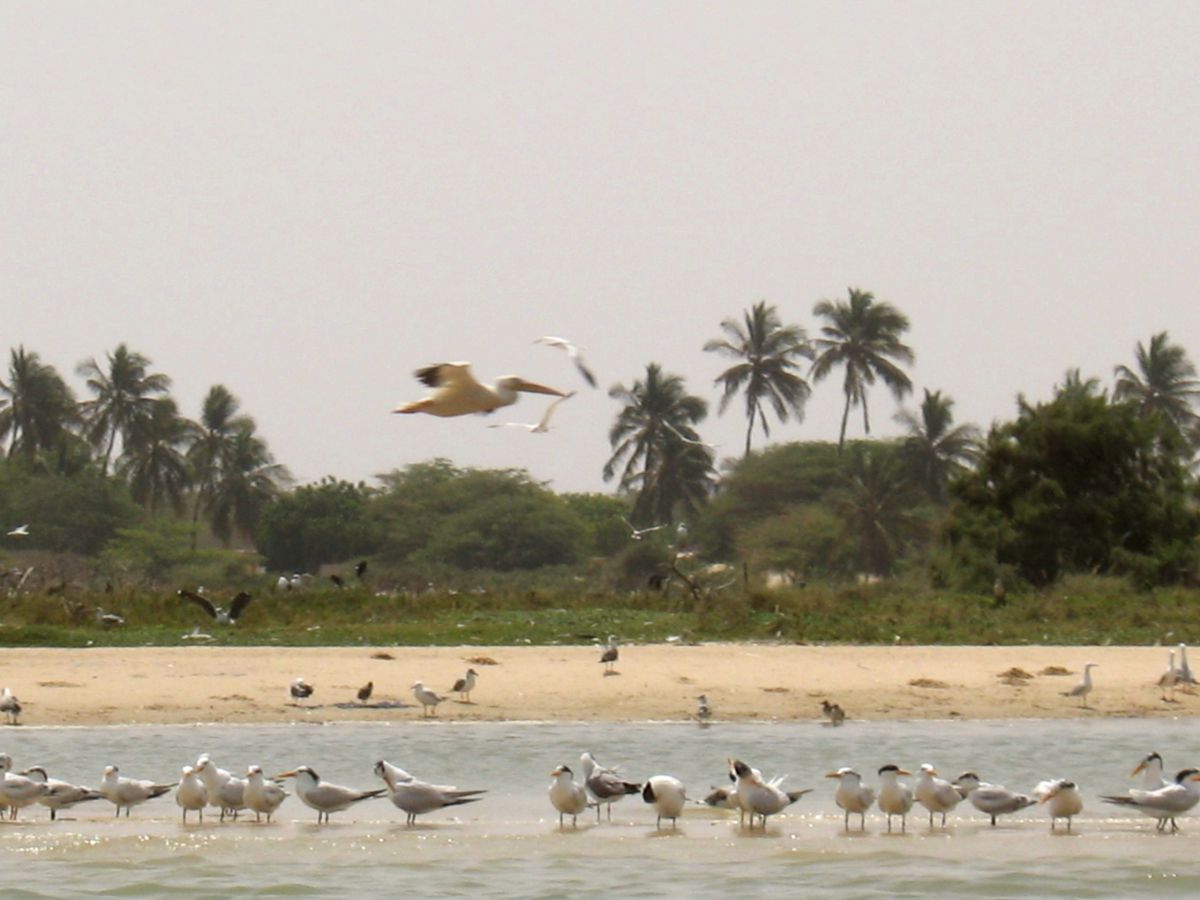 Langue de Barbarie National Park