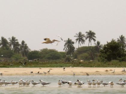 Langue de Barbarie National Park