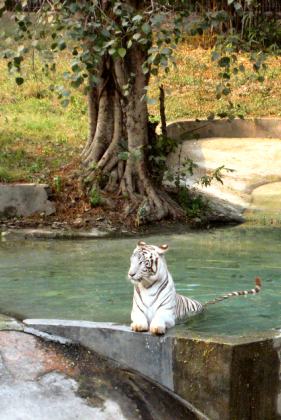 Delhi Zoo