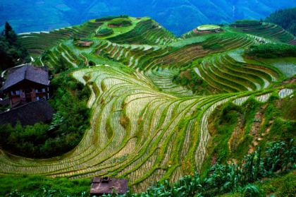 Longsheng-Reisterrassen