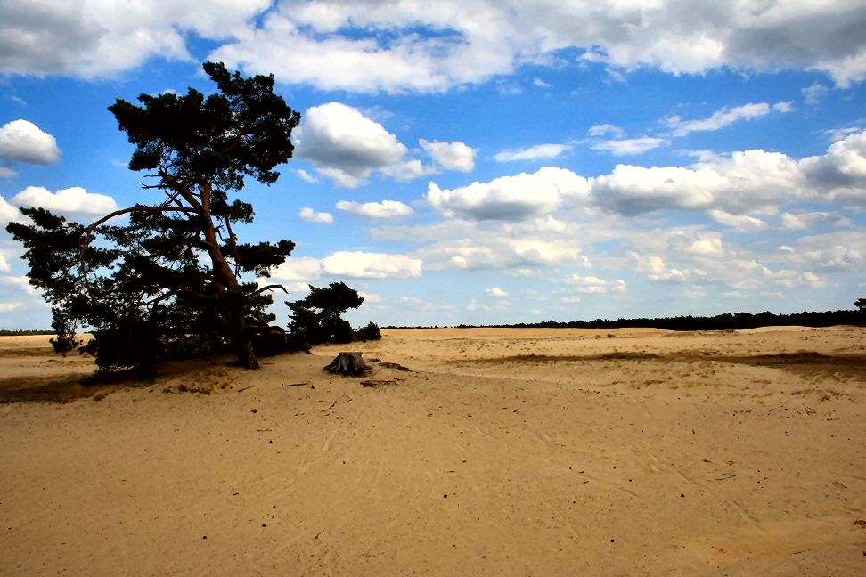Hoge Veluwe