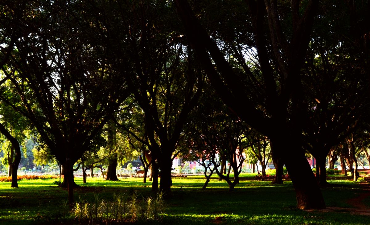 Cubbon Park