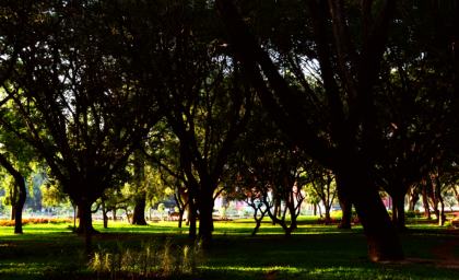 Cubbon Park
