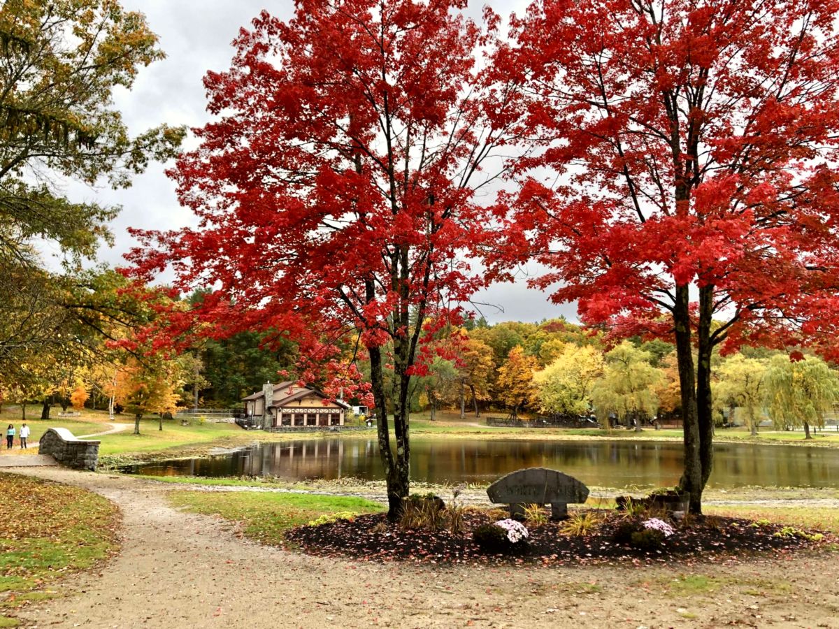 White Park