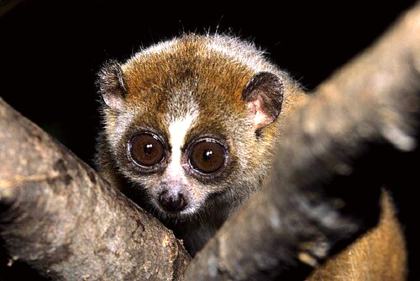 Duke Lemur Center